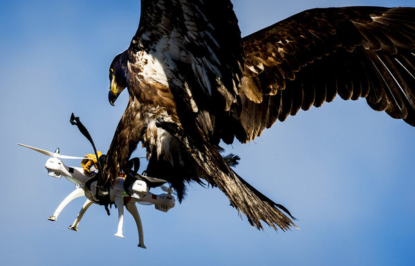 TOPSHOT - An eagle of the Guard from Above company, grasps a drone during a police exercise in Katwijk, on March 7, 2016.  The bird of prey can get drones from the air by catching them with his legs. / AFP / ANP / Koen van Weel / Netherlands OUT        (Photo credit should read KOEN VAN WEEL/AFP/Getty Images)