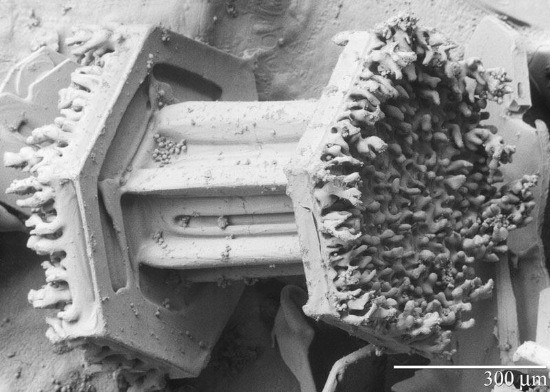 دانه های برف زیر میکروسکوپ