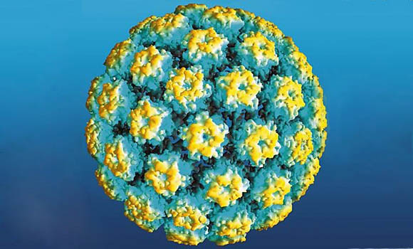 hpv-virus-papiloma